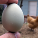 A tale of two chickens.
